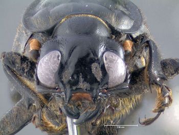 Media type: image;   Entomology 600916 Aspect: head frontal view